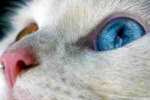 Можно ли котам капать в глаза альбуцид