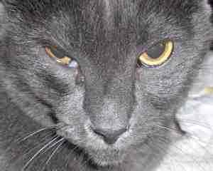 Альбуцид глазные капли для котов