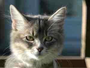 Можно ли котенку закапывать глаза альбуцид