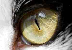 У кота слезится глаз альбуцид