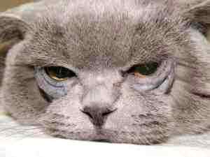 У кота гноятся глаза альбуцид