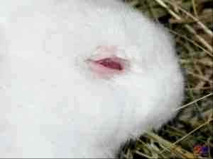 Можно ли капать кроликам альбуцид
