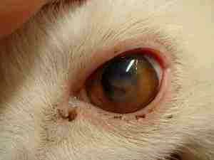Альбуцид для глаз для кота